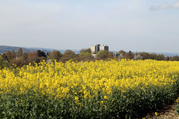 Rapsfeld in Blüte – im Hintergrund: das Hochhaus an der Fichtenstraße in Wickede ARCHIVFOTO: ANDREAS DUNKER
