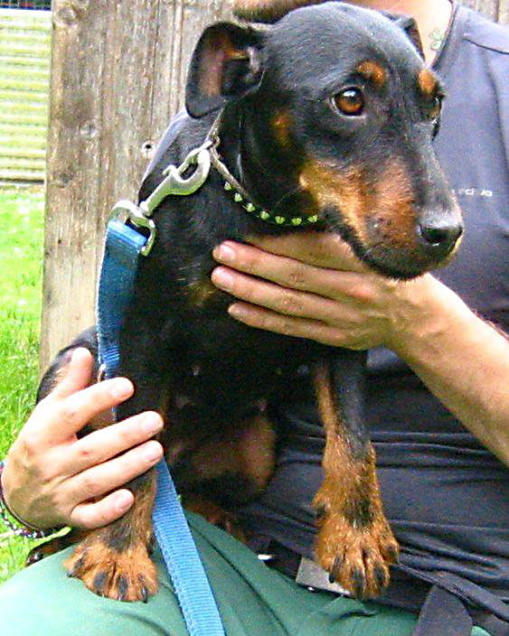 Die etwa dreijährige Mischlingshündin "Lady Donna" ist zurück bei ihren Herrchen. FOTO: PRIVAT