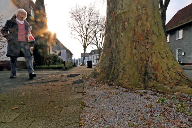 Stolperfallen dank Wurzelwerk: Berg und Tal auf den Gehwegen in der Ringstraße FOTO: ANDREAS DUNKER