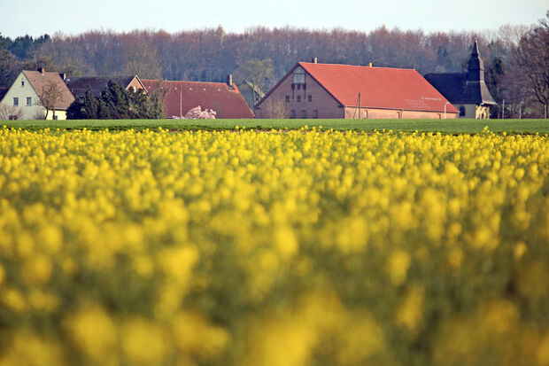 Rapsfeld mit der Schlückinger St.-Josef-Kapelle im Hintergrund FOTO: ANDREAS DUNKER