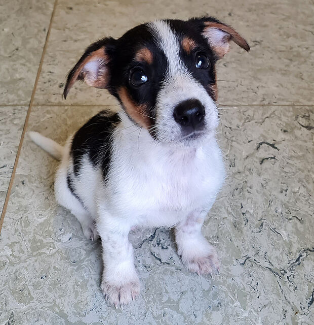 Der Veterinärdienst des Kreises Soest sucht für den Terrier-Mischlings-Welpe „Loki“ ein neues Zuhause. FOTO: DR. NATHALIE BRÜSSOW / KREIS SOEST