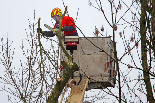 Kronenpflege mit einer kleinen Motorsäge aus einem Hubwagen FOTO: ANDREAS DUNKER