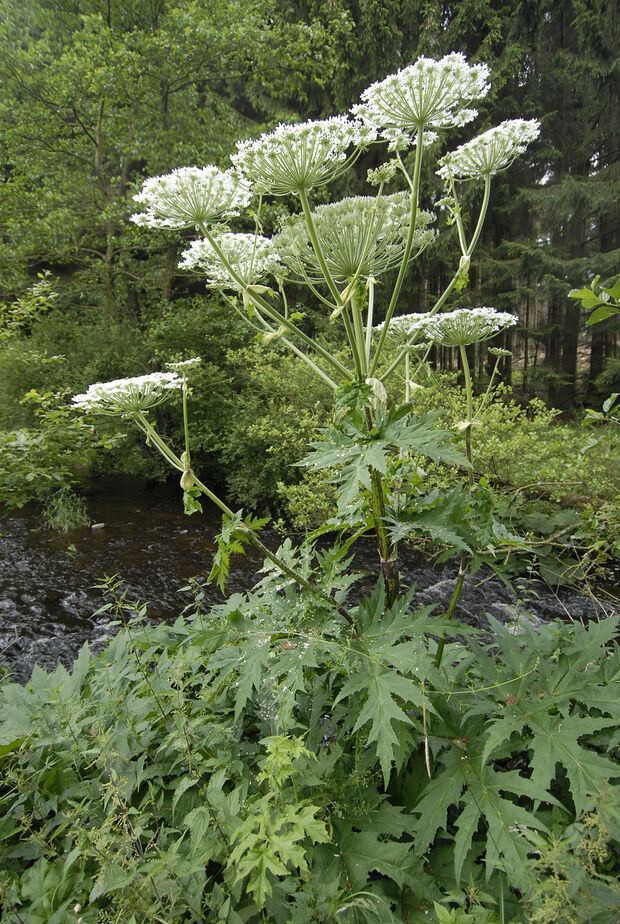 So sieht die ausgewachsene Herkulesstaude – auch Riesenbärenklau genannt – mit Blütenstand aus. FOTO: THOMAS WEINSTOCK / KREIS SOEST