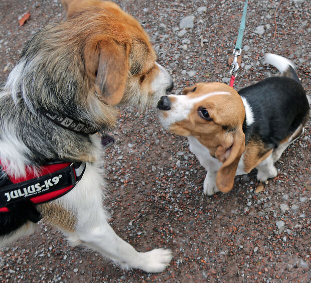Hunde in Wickede FOTO: ANDREAS DUNKER