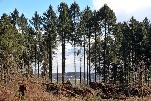 Nach den Sturmschäden: Guter Blick auf Echthausen FOTO: ANDREAS DUNKER
