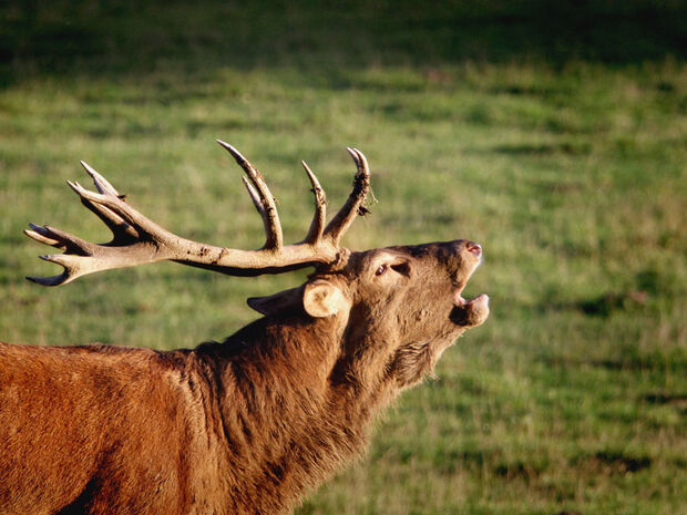 FOTO: ANDREAS DUNKER